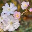Prunus x Subhirtella 'Autumnalis Rosea' - impressie herfstbloei nov 2024
