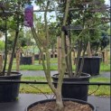 Acer palmatum 'Bloodgood' - Foto 1
