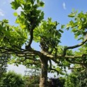 Platanus hispanica - 3