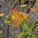 Amelanchier lamarckii - Foto 4