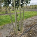 Prunus laurocerasus 'Caucasica' - 2