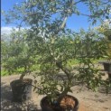 Malus domestica 'Starking Delicious' - Foto 1