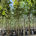 Davidia involucrata - Foto 1