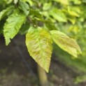 Carpinus Caroliniana - 4