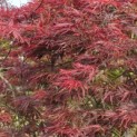 Acer palmatum 'Tamukeyama' - 1