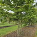 Carpinus Betulus - Foto 2