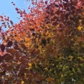 Fagus sylvatica 'Atropunicea' - Foto 4