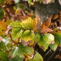 Fagus sylvatica - impressie herfstverkleuring groene beuk