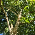 Heptacodium miconioides - Foto 3