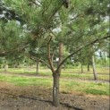 Pinus sylvestris - 2