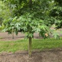 Liquidambar styraciflua - 2