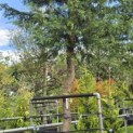 Cupressocyparis leylandii - 5