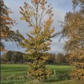 Fagus sylvatica - 1
