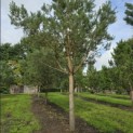 Pinus sylvestris - 5