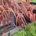 Acer palmatum 'Dragon's fire' - Foto 1