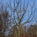 Juglans Regia - 1