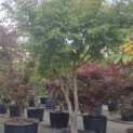 Acer palmatum - 4