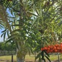 Sorbus 'Dodong' - 1