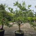 Pyrus c. 'Conference' - Foto 2