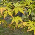 Acer palmatum - 5