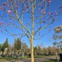 Magnolia 'Galaxy' - 3