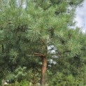 Pinus sylvestris - Foto 8