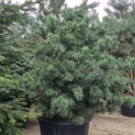 Pinus parviflora 'Schoon's Bonsai' - 7