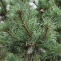 Pinus parviflora 'Schoon's Bonsai' - 6
