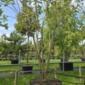 Koelreuteria paniculata - Foto 2