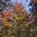 Fagus sylvatica 'Atropunicea' - 2