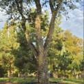 Quercus Suber - Foto 10