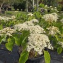 Cornus controversa - 3