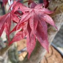 Acer palmatum 'Bloodgood' - blad