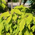 Acer Triflorum - Foto 3
