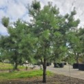 Pinus sylvestris - 2