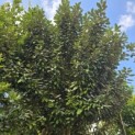 Elaeagnus ebbingei 'Compacta' - 3