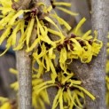 Hamamelis mollis 'Westerstede' - Foto 1