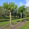 Platanus hispanica - Foto 1