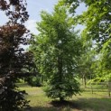 Fagus sylvatica - mei 2026