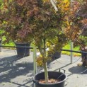 Acer palmatum 'Twombley's Red Sentinel' - Foto 1