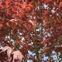 Acer palmatum 'Bloodgood' - Foto 1