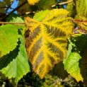 Tilia americana 'Nova' - Afbeelding blad najaar