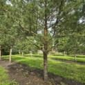 Pinus sylvestris - 3