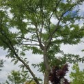 Gleditsia triacanthos 'Sunburst' - Foto 1
