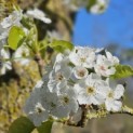 Pyus calleryana 'Chanticleer' - 3