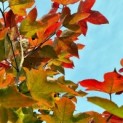 Oosterse Amberboom impressie herfstkleuren