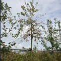 Malus floribunda - 2
