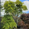 Acer palmatum 'Jiro-shidare' - 2
