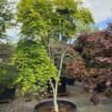 Acer palmatum 'Jiro-shidare' - 3