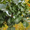 Chionanthus retusus - Foto 1